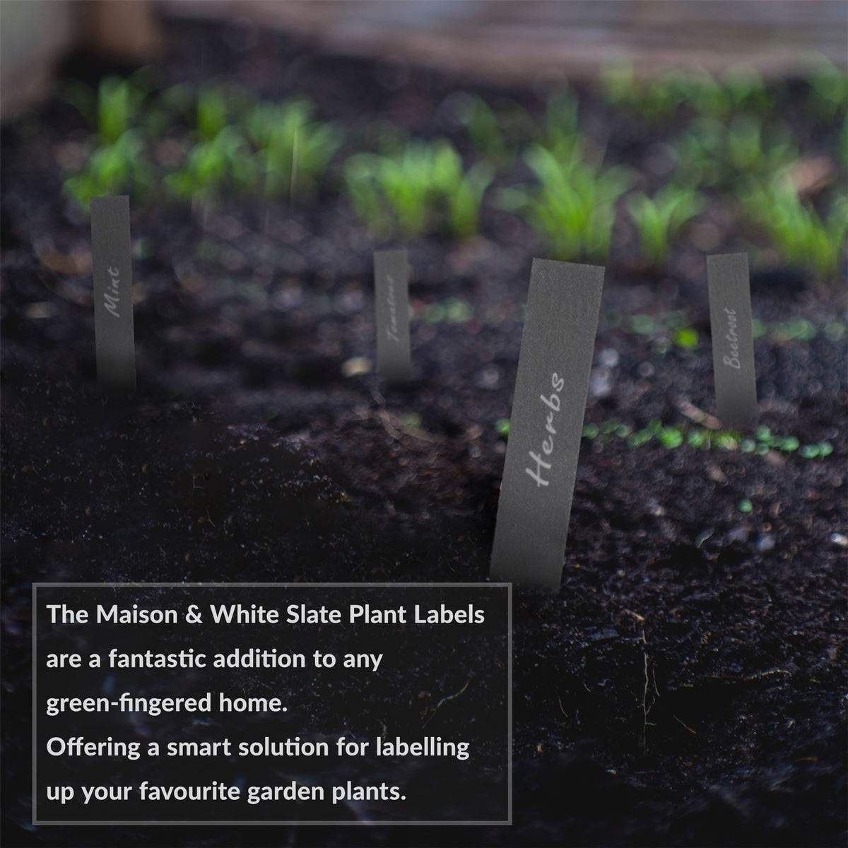 Maison & White Natural Slate Garden Plant Markers | Set of 20 with 2 Chalkstone Pens | 20cm Herb & Vegetable Labels
