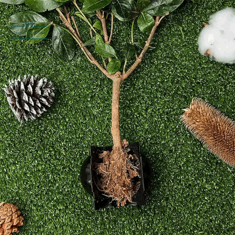 20 Pieces Reusable Plant Root Growing Box Cutting Grafting Rooting Ball Garden Rooting Propagation Ball S Breeding Equipment